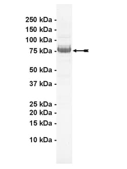 Eurofins DiscoverX MEKK2 Protein, Active 10 &mu;g | Buy Online | Eurofins DiscoverX | Fisher Scientific